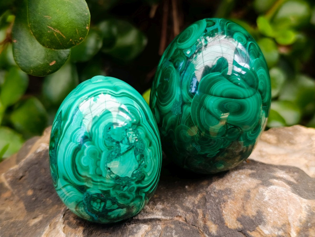 Polished Flower Banded Malachite Gemstone Eggs x 6 From Congo