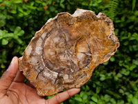 Polished Red Podocarpus Petrified Wood Slices x 3 From Mahajanga, Madagascar