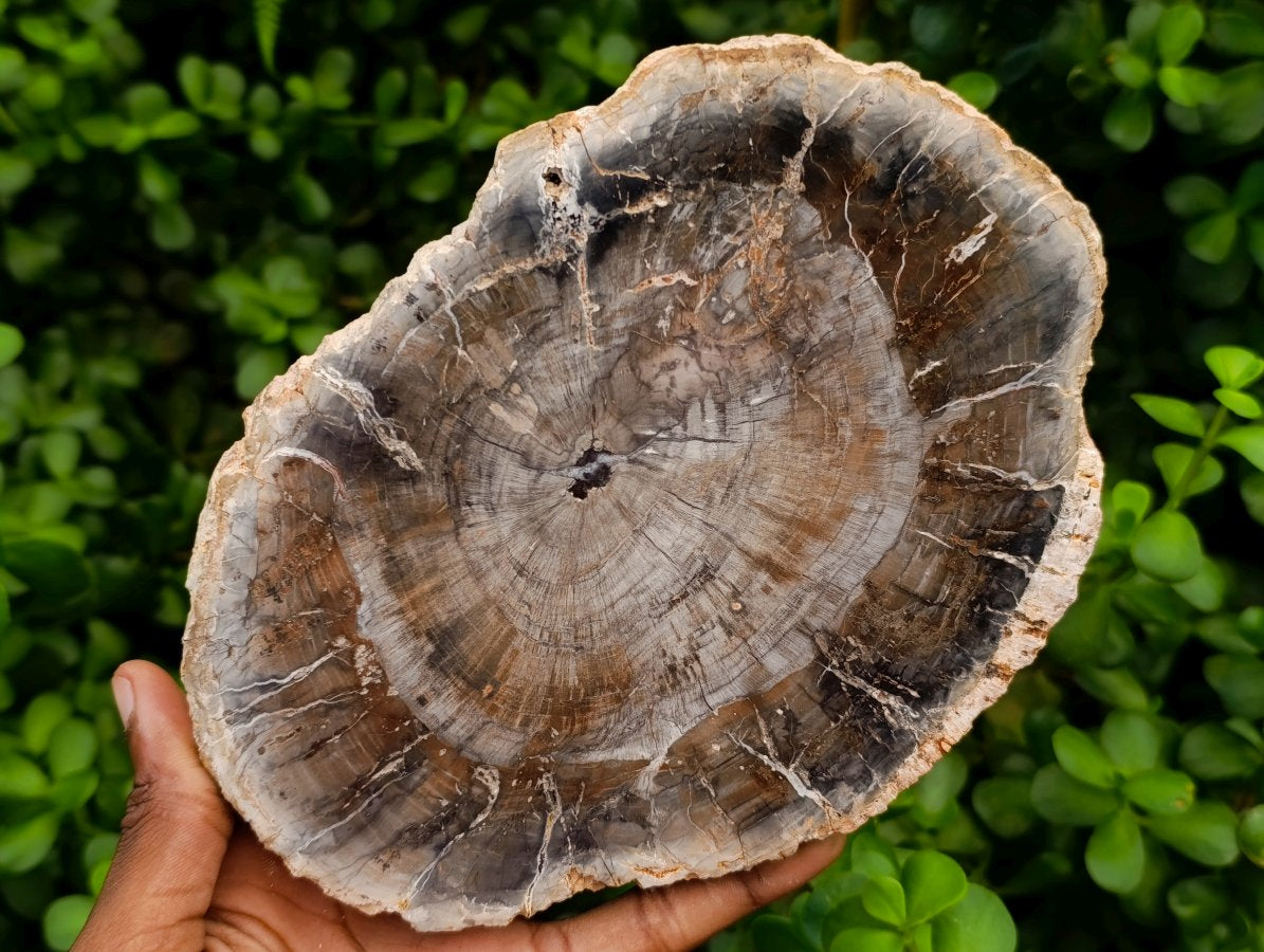 Polished Red Podocarpus Petrified Wood Slices x 3 From Mahajanga, Madagascar