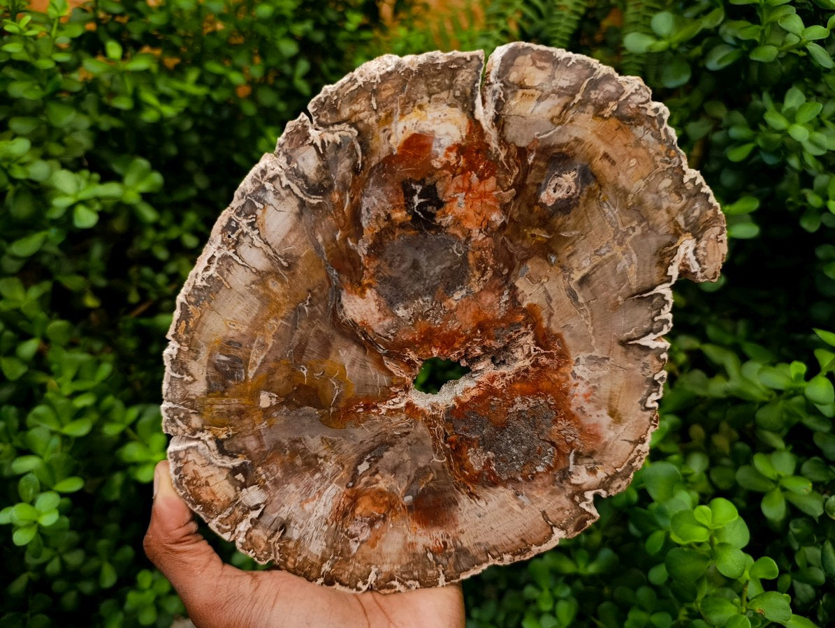 Polished Red Podocarpus Petrified Wood Slices x 3 From Mahajanga, Madagascar