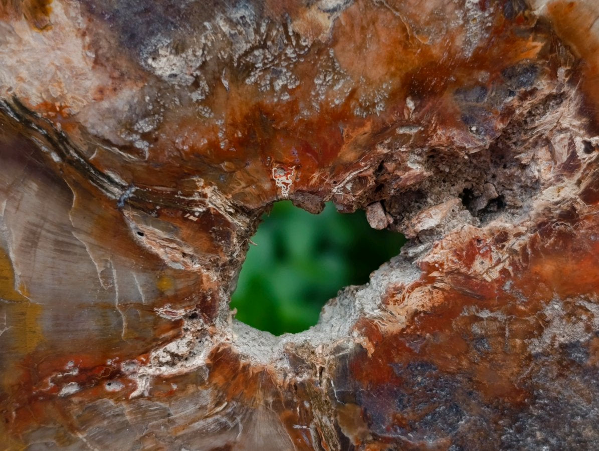 Polished Red Podocarpus Petrified Wood Slices x 3 From Mahajanga, Madagascar