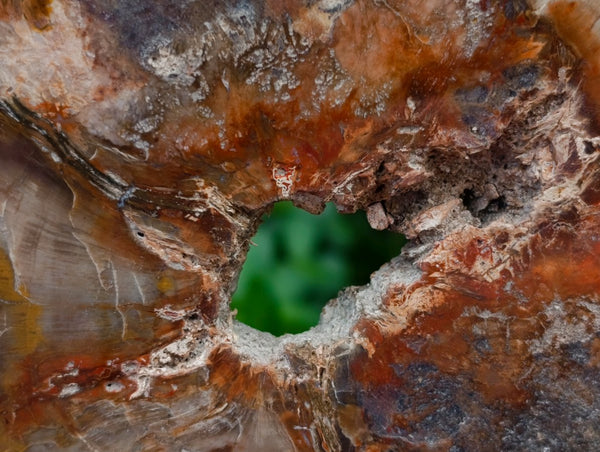 Polished Red Podocarpus Petrified Wood Slices x 3 From Mahajanga, Madagascar