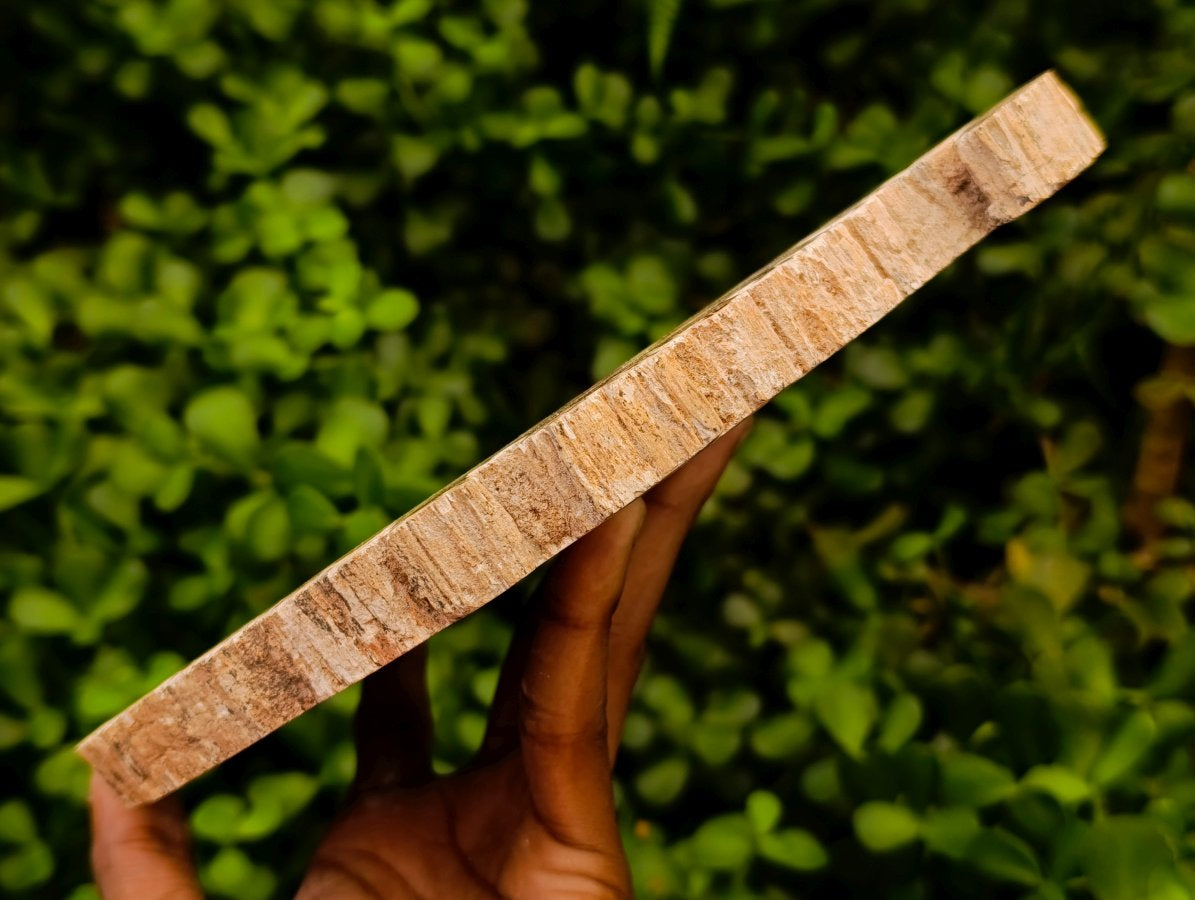 Polished Red Podocarpus Petrified Wood Slices x 3 From Mahajanga, Madagascar