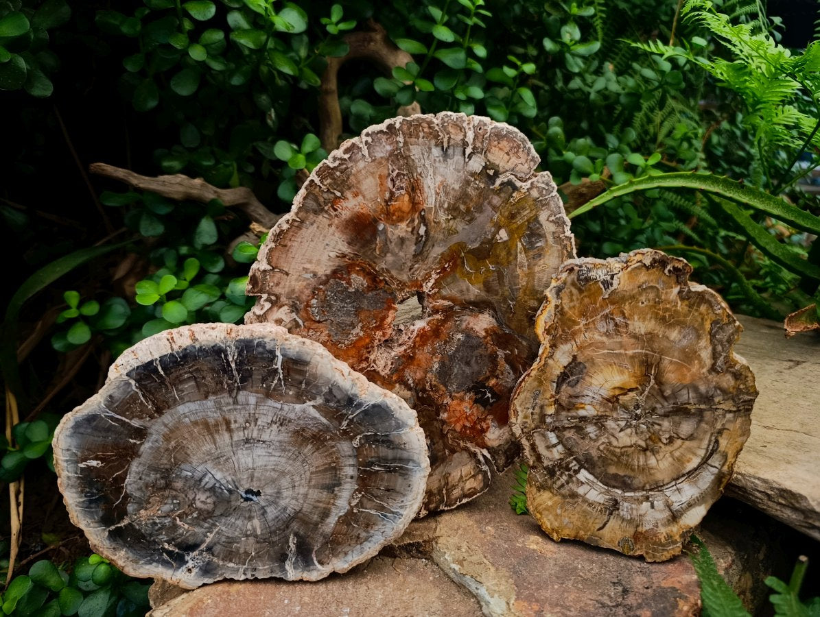 Polished Red Podocarpus Petrified Wood Slices x 3 From Mahajanga, Madagascar