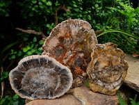 Polished Red Podocarpus Petrified Wood Slices x 3 From Mahajanga, Madagascar