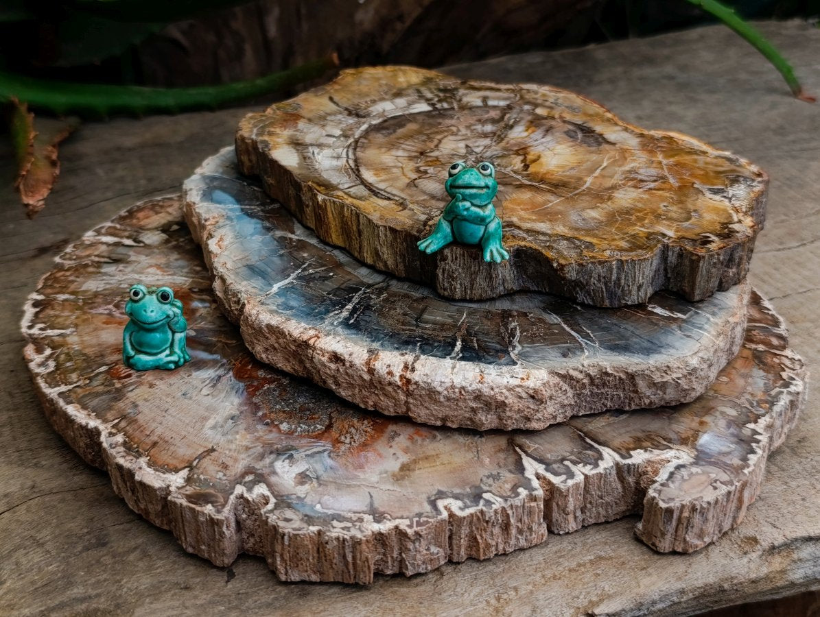 Polished Red Podocarpus Petrified Wood Slices x 3 From Mahajanga, Madagascar