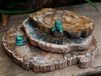 Polished Red Podocarpus Petrified Wood Slices x 3 From Mahajanga, Madagascar