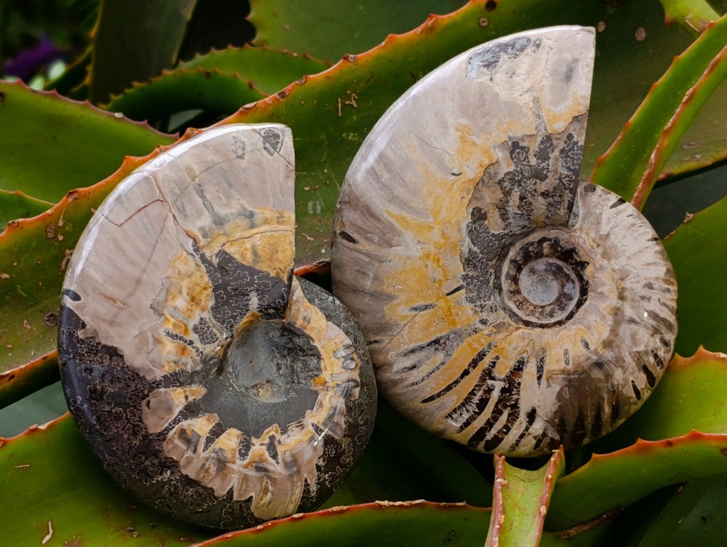 Polished Whole Cleoniceras Red Ammolite Opalized Ammonite Fossils x 6 From Tulear, Madagascar