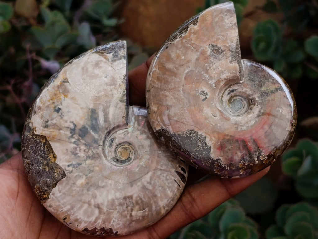 Polished Whole Cleoniceras Red Ammolite Opalized Ammonite Fossils x 6 From Tulear, Madagascar