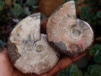 Polished Whole Cleoniceras Red Ammolite Opalized Ammonite Fossils x 6 From Tulear, Madagascar