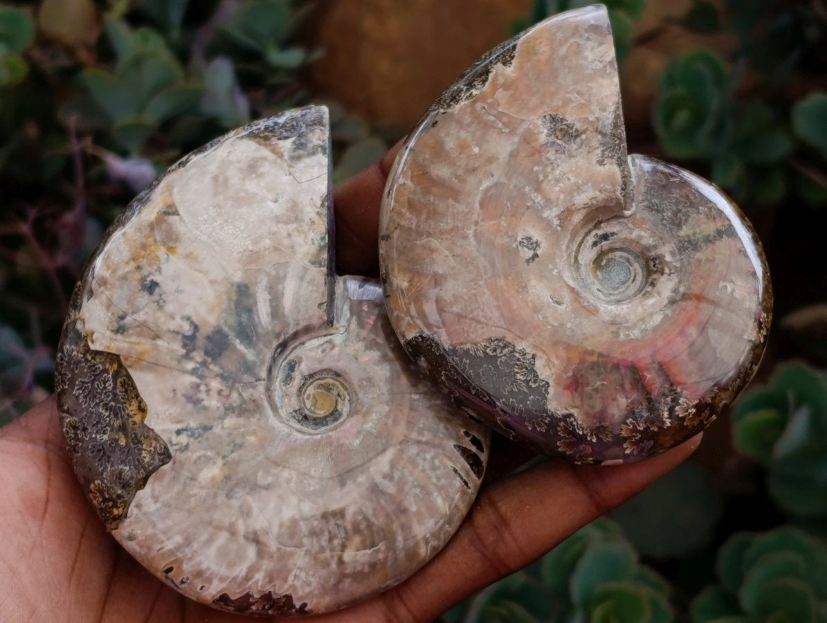Polished Whole Cleoniceras Red Ammolite Opalized Ammonite Fossils x 6 From Tulear, Madagascar
