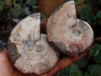Polished Whole Cleoniceras Red Ammolite Opalized Ammonite Fossils x 6 From Tulear, Madagascar