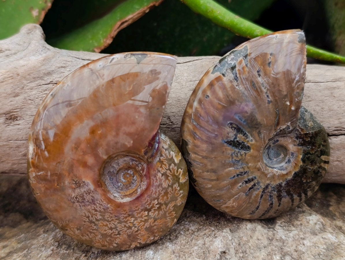 Polished Whole Cleoniceras Red Ammolite Opalized Ammonite Fossils x 6 From Tulear, Madagascar