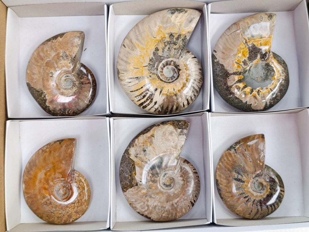Polished Whole Cleoniceras Red Ammolite Opalized Ammonite Fossils x 6 From Tulear, Madagascar