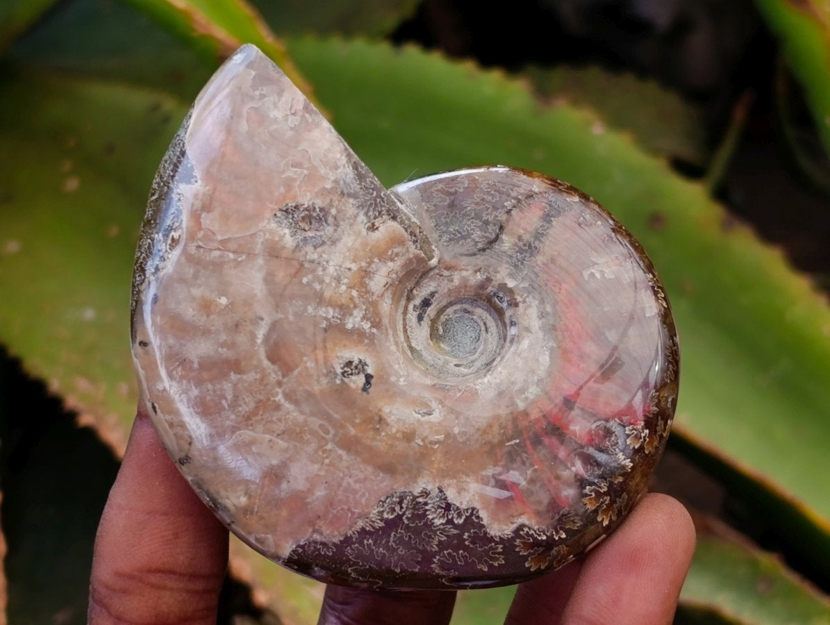 Polished Whole Cleoniceras Red Ammolite Opalized Ammonite Fossils x 6 From Tulear, Madagascar