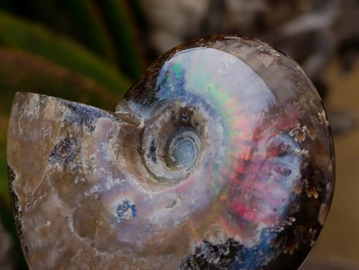 Polished Whole Cleoniceras Red Ammolite Opalized Ammonite Fossils x 6 From Tulear, Madagascar