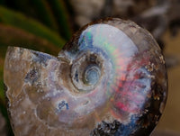 Polished Whole Cleoniceras Red Ammolite Opalized Ammonite Fossils x 6 From Tulear, Madagascar