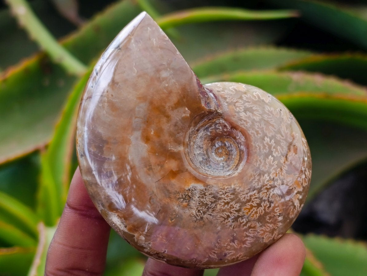 Polished Whole Cleoniceras Red Ammolite Opalized Ammonite Fossils x 6 From Tulear, Madagascar