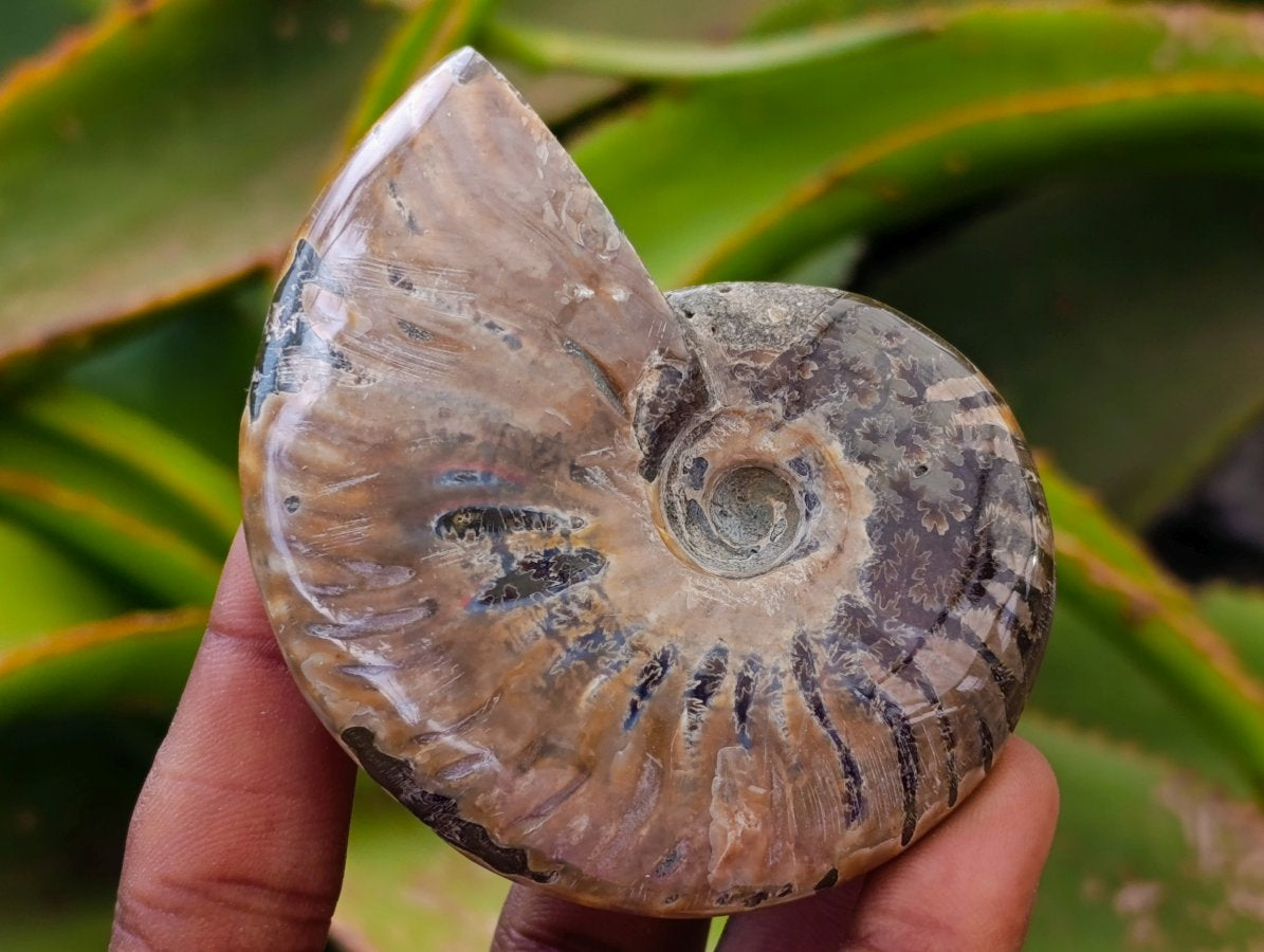 Polished Whole Cleoniceras Red Ammolite Opalized Ammonite Fossils x 6 From Tulear, Madagascar
