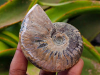 Polished Whole Cleoniceras Red Ammolite Opalized Ammonite Fossils x 6 From Tulear, Madagascar