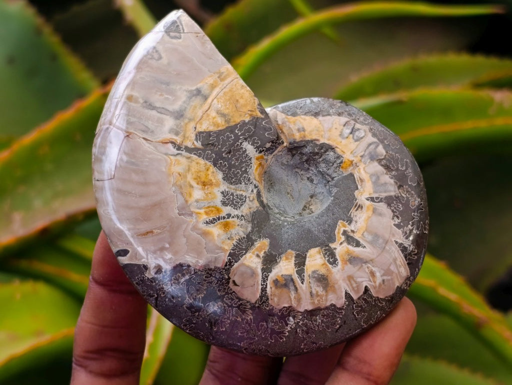 Polished Whole Cleoniceras Red Ammolite Opalized Ammonite Fossils x 6 From Tulear, Madagascar