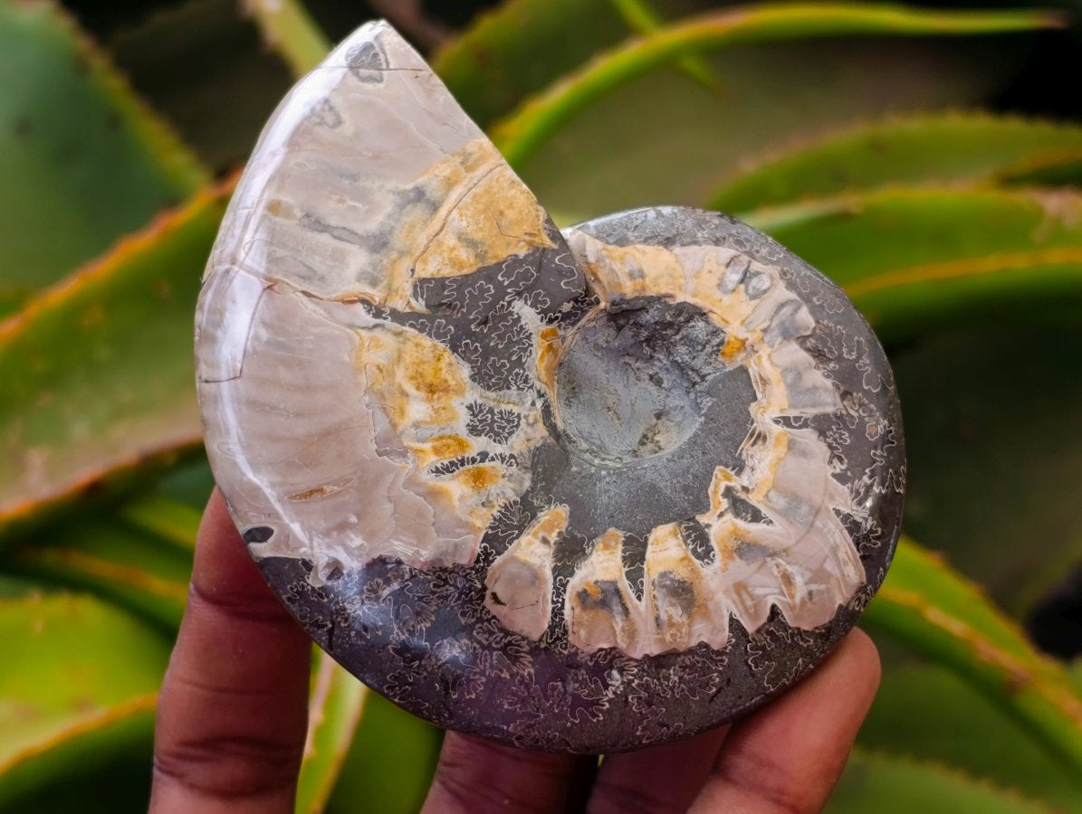 Polished Whole Cleoniceras Red Ammolite Opalized Ammonite Fossils x 6 From Tulear, Madagascar
