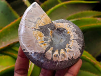Polished Whole Cleoniceras Red Ammolite Opalized Ammonite Fossils x 6 From Tulear, Madagascar