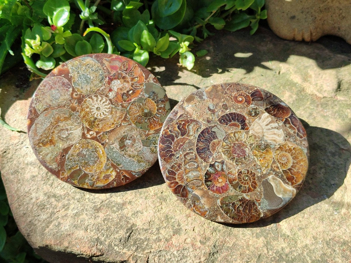 Hand Made Ammonite Conglomerate Coffee Table Coasters x 7 From Mahajanga, Madagascar