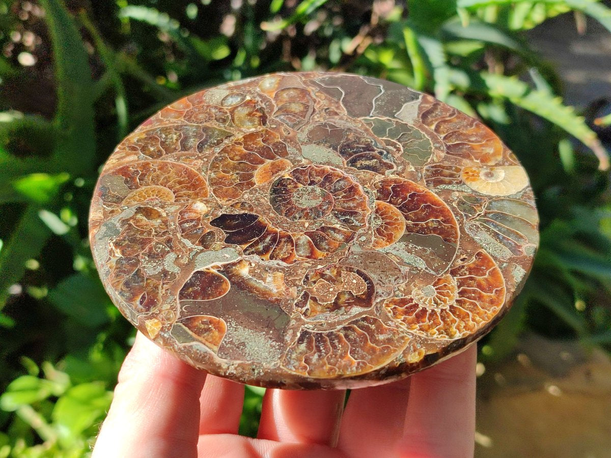 Hand Made Ammonite Conglomerate Coffee Table Coasters x 7 From Mahajanga, Madagascar - Toprock Gemstones and Minerals 