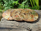 Hand Made Ammonite Conglomerate Coffee Table Coasters x 7 From Mahajanga, Madagascar - Toprock Gemstones and Minerals 