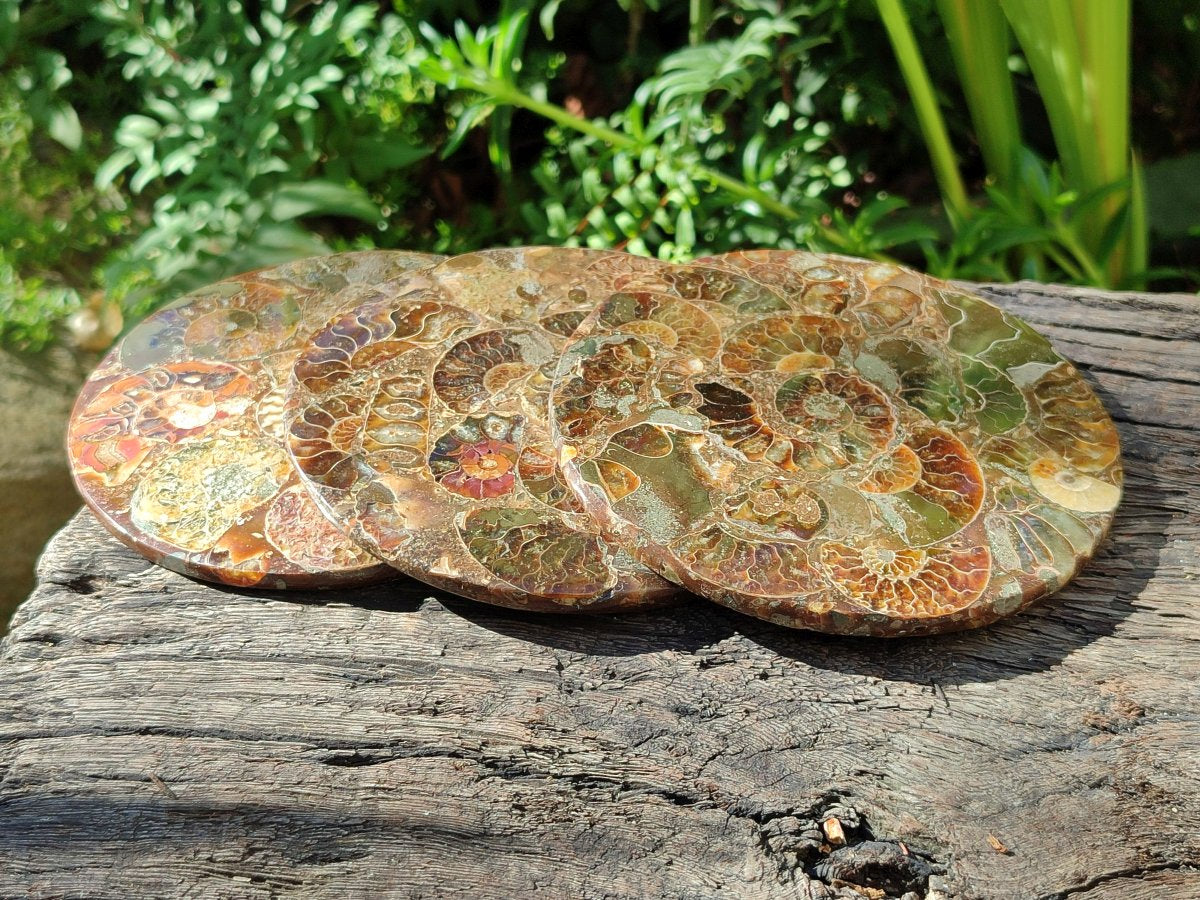 Hand Made Ammonite Conglomerate Coffee Table Coasters x 7 From Mahajanga, Madagascar