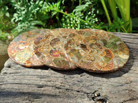 Hand Made Ammonite Conglomerate Coffee Table Coasters x 7 From Mahajanga, Madagascar