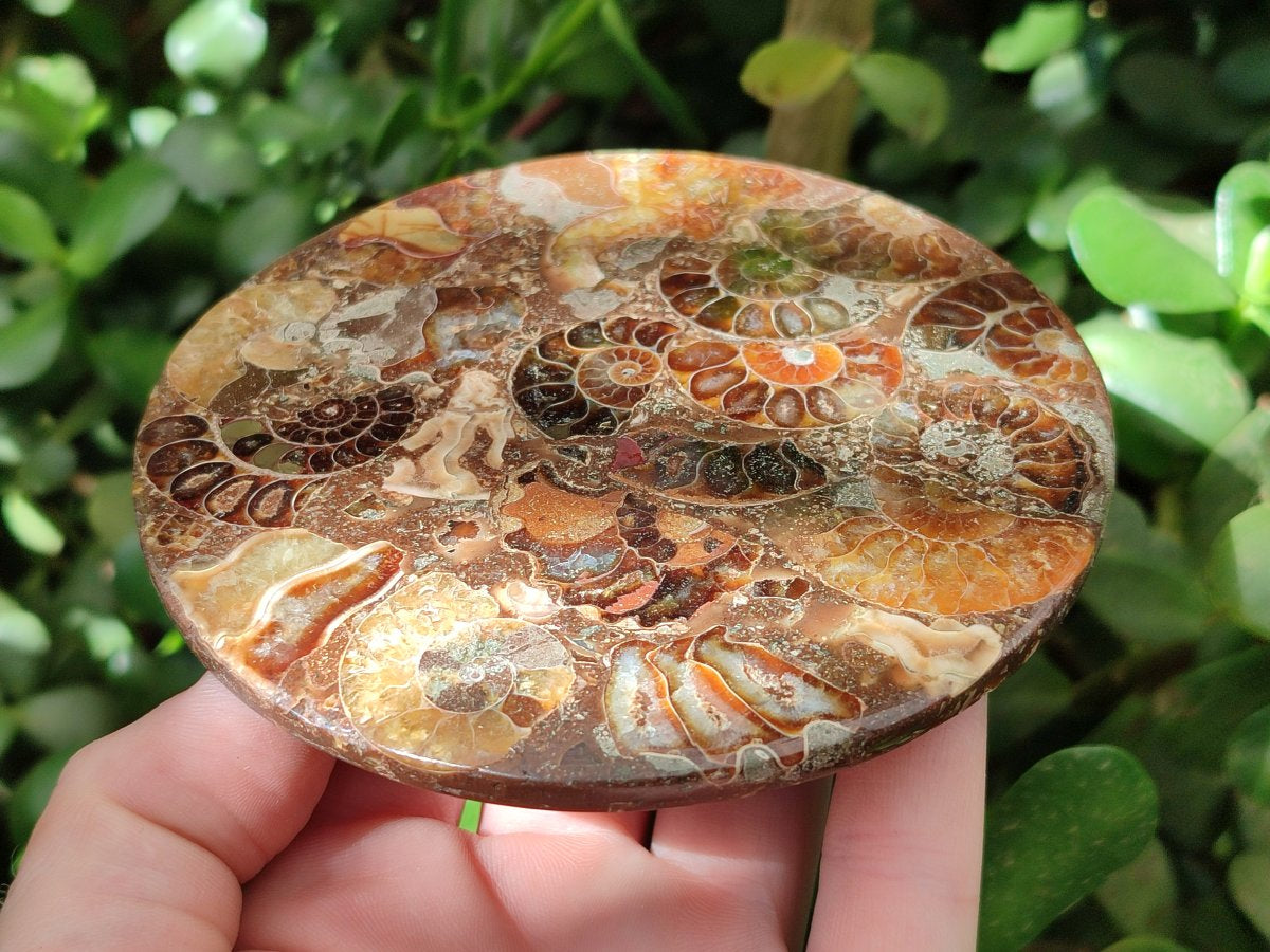 Hand Made Ammonite Conglomerate Coffee Table Coasters x 7 From Mahajanga, Madagascar