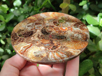 Hand Made Ammonite Conglomerate Coffee Table Coasters x 7 From Mahajanga, Madagascar