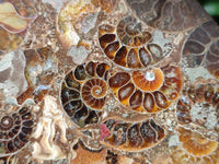 Hand Made Ammonite Conglomerate Coffee Table Coasters x 7 From Mahajanga, Madagascar