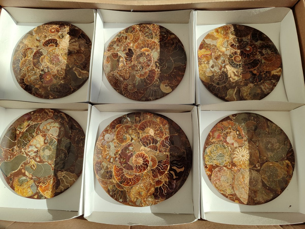 Hand Made Ammonite Conglomerate Coffee Table Coasters x 7 From Mahajanga, Madagascar