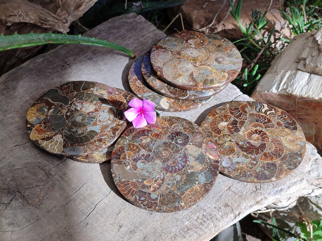Hand Made Ammonite Conglomerate Coffee Table Coasters x 7 From Mahajanga, Madagascar - Toprock Gemstones and Minerals 