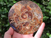 Hand Made Ammonite Conglomerate Coffee Table Coasters x 7 From Mahajanga, Madagascar