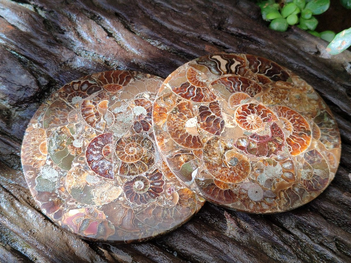 Hand Made Ammonite Conglomerate Coffee Table Coasters x 7 From Mahajanga, Madagascar