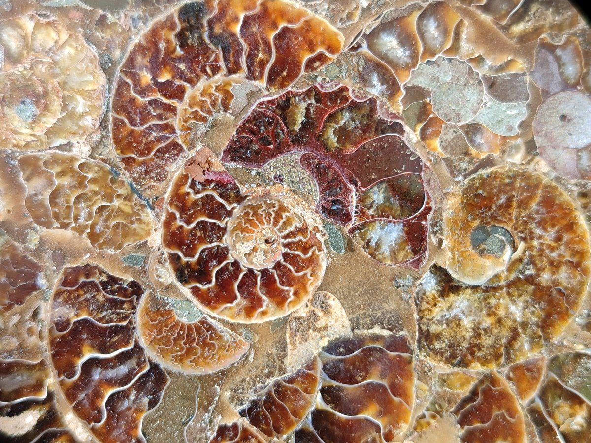 Hand Made Ammonite Conglomerate Coffee Table Coasters x 7 From Mahajanga, Madagascar - Toprock Gemstones and Minerals 