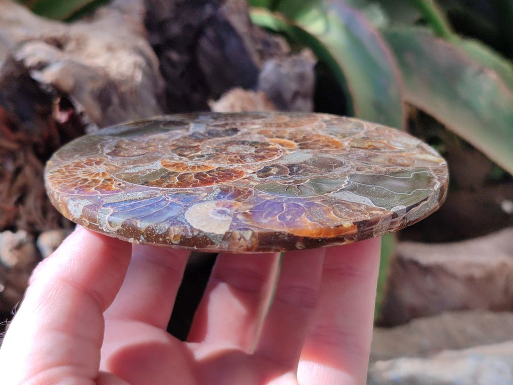 Hand Made Ammonite Conglomerate Coffee Table Coasters x 7 From Mahajanga, Madagascar - Toprock Gemstones and Minerals 