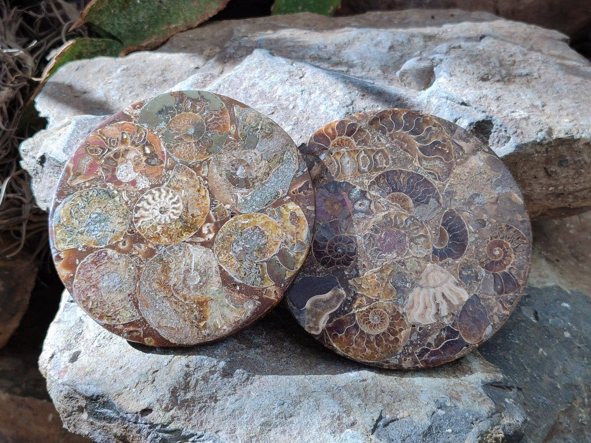 Hand Made Ammonite Conglomerate Coffee Table Coasters x 7 From Mahajanga, Madagascar