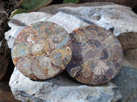 Hand Made Ammonite Conglomerate Coffee Table Coasters x 7 From Mahajanga, Madagascar