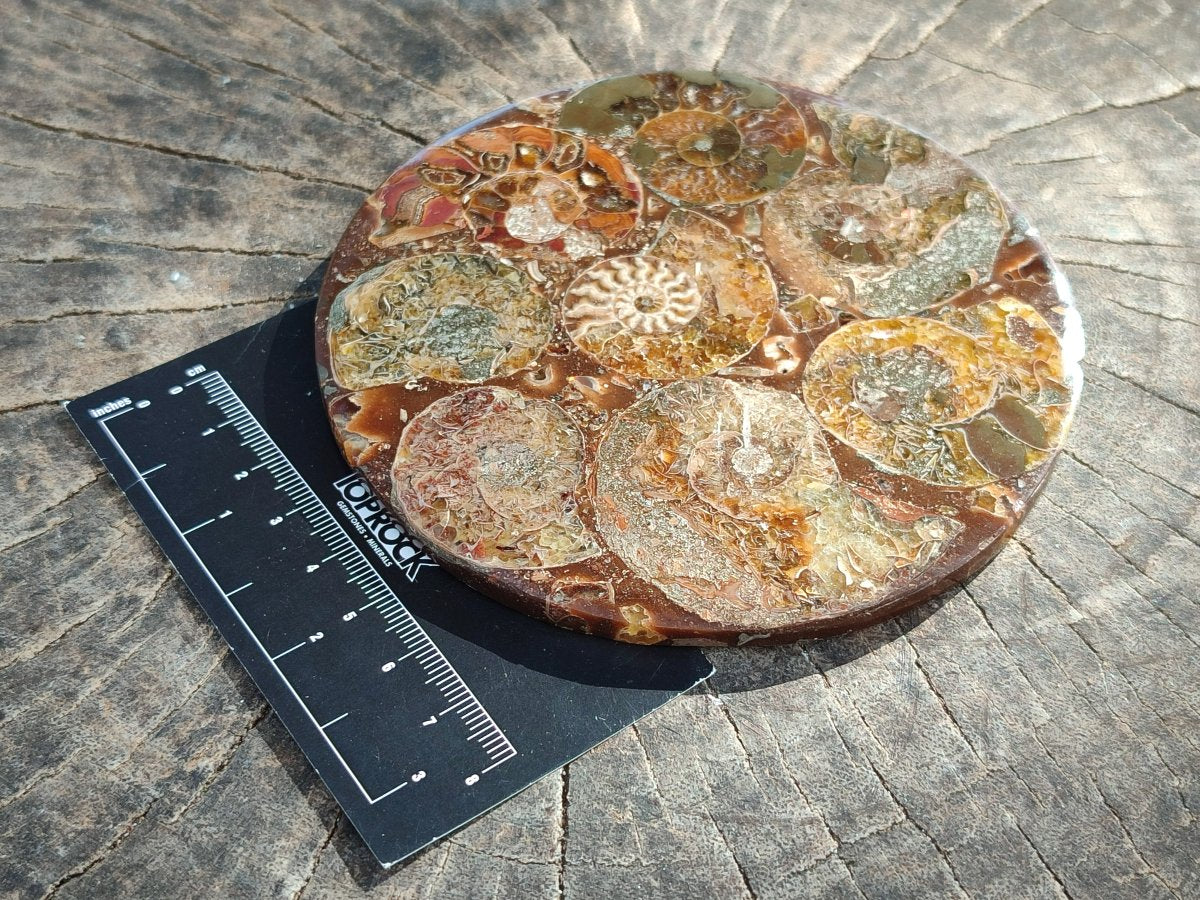 Hand Made Ammonite Conglomerate Coffee Table Coasters x 7 From Mahajanga, Madagascar