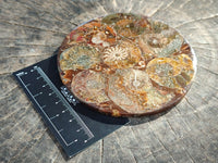 Hand Made Ammonite Conglomerate Coffee Table Coasters x 7 From Mahajanga, Madagascar