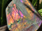 Polished Rare Purple Sunset Flash Labradorite Standing Free Forms x 3 From Madagascar