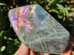 Polished Rare Purple Sunset Flash Labradorite Standing Free Forms x 3 From Madagascar