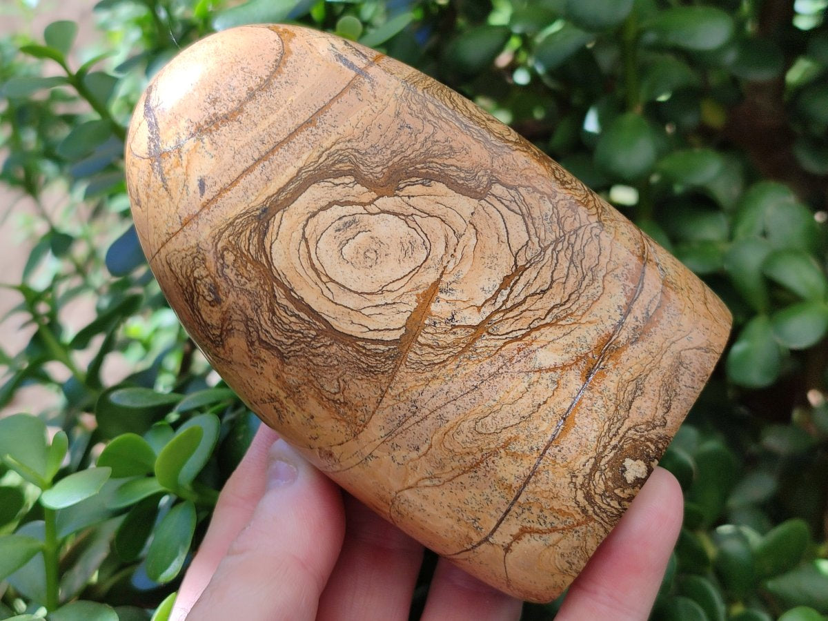 Polished Picture Stone Jasper Standing Free Forms x 2 From Ais-Ais, Namibia