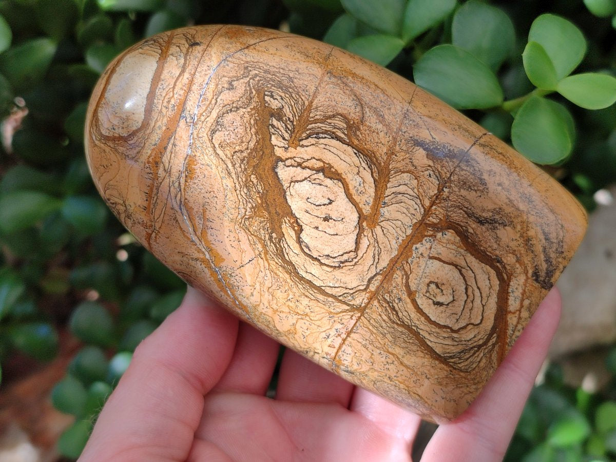 Polished Picture Stone Jasper Standing Free Forms x 2 From Ais-Ais, Namibia