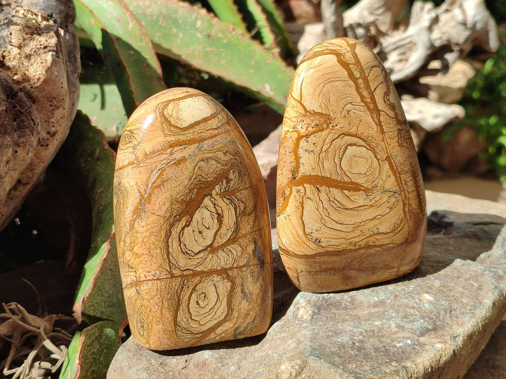 Polished Picture Stone Jasper Standing Free Forms x 2 From Ais-Ais, Namibia